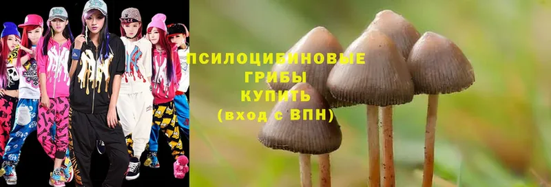 Галлюциногенные грибы Psilocybe  дарнет шоп  Зеленогорск 